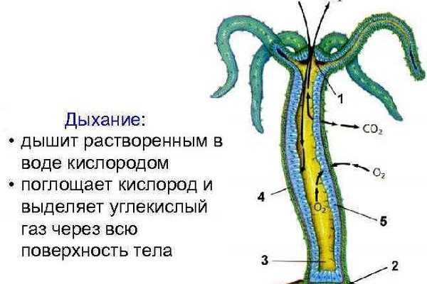 Как зайти на кракен в тор браузере